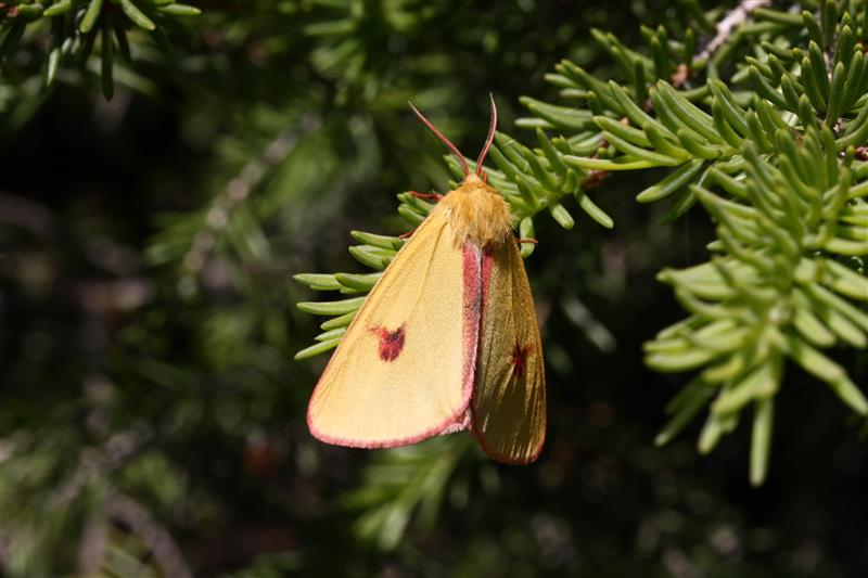 identificazione austriaca